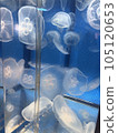 Aquarium jellyfish 105120653