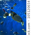 Aquarium tropical fish 105120654