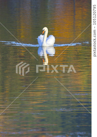 Landscape with a beautiful swan Tottori Prefecture Shikano Castle Ruins Watercolor painting 105120795