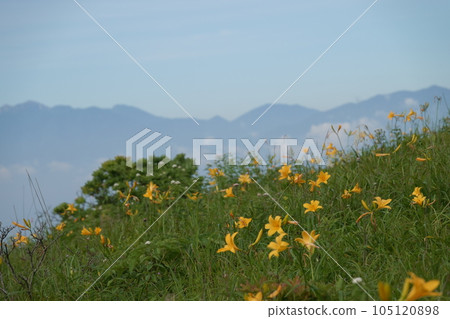 霧峰高原的黃花菜最佳觀賞時間 霧峰高原的黃花菜最佳觀賞時間 105120898