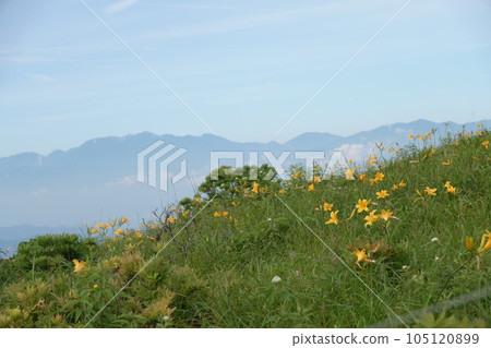 霧峰高原的黃花菜最佳觀賞時間 105120899