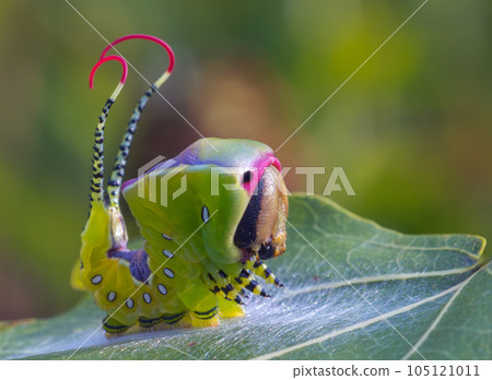 Beautiful caterpillar in a frightening pose, unique animal behaviour Beautiful caterpillar in a frightening pose, unique animal behaviour 105121011