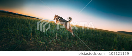 Funny Mixed Breed Dog Playing And Jumping In In Field In Summer Evening Sunset Time Funny Mixed Breed Dog Playing And Jumping In In Field In Summer Evening Sunset Time 105121139