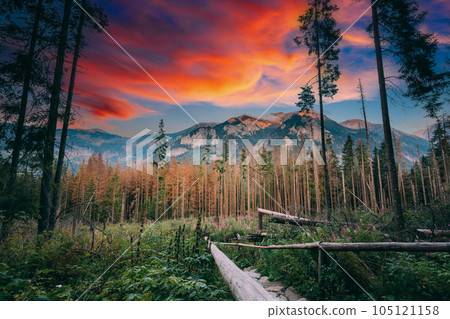 Sunset time, Hiking Trail In Summer Tatra Mountains Forest Landscape. Beautiful Scenic View In Sunset Time. UNESCO's World Network of Biosphere Reserves 105121158