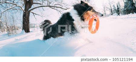 Funny Young Shetland Sheepdog, Sheltie, Collie Playing With Ring Toy Outdoor In Snowy Park, Winter Season. Playful Pet Outdoors. panorama panoramic. Funny Young Shetland Sheepdog, Sheltie, Collie Playing With Ring Toy Outdoor In Snowy Park, Winter Season. Playful Pet Outdoors. panorama panoramic. 105121194