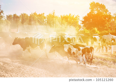 Sun Shining With Sun Rays Above Herd Of Cows Crossing In Rural Meadow Countryside In Dusty Road. Scenic View Bright Sunbeams. Cattle Sun Shining With Sun Rays Above Herd Of Cows Crossing In Rural Meadow Countryside In Dusty Road. Scenic View Bright Sunbeams. Cattle 105121260