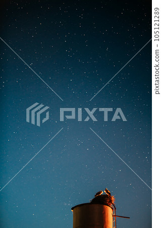 Night Clear Sky. Storks Sit On A Water Tower. Starry Sky At Night. Night Romance Concept. Family, Relationships. Two Adult European White Storks - Ciconia Ciconia Sit On A Water Tower. Belarusian Night Clear Sky. Storks Sit On A Water Tower. Starry Sky At Night. Night Romance Concept. Family, Relationships. Two Adult European White Storks - Ciconia Ciconia Sit On A Water Tower. Belarusian 105121289