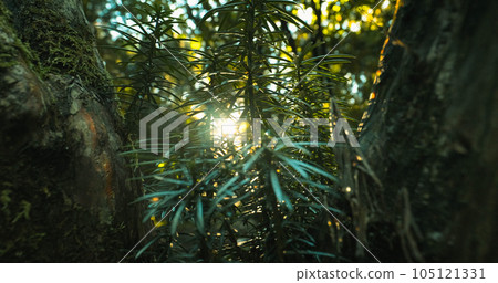Close-up View On Japanese Plum Yew Or Cephalotaxus Harringtonii Drupacea Fastigiata Depressa, Harrington's Cephalotaxus Or Cowtail Pine In A Woodland Garden, Kyushu, Japan 105121331