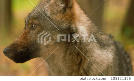 Funny Curious Cub Wolf, Canis Lupus, Gray Wolf, Grey Wolf Sniffing Outdoors In Autumn Day. Puppy Wolf 105121336