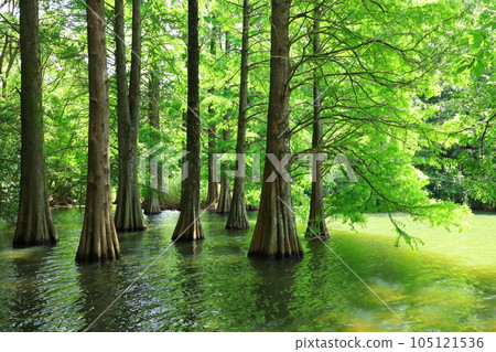 Sasaguri Kyudai no Mori Sasaguri Kyudai no Mori 105121536