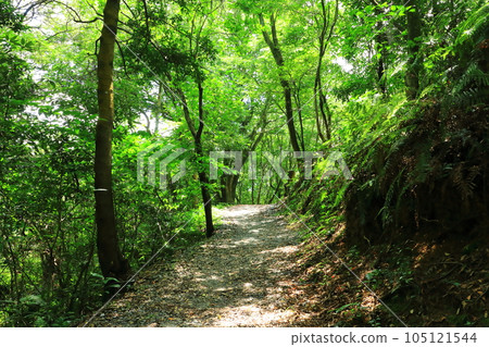笹栗九州大學森林長廊 105121544