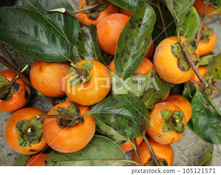delicious persimmon fruit 105121571