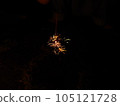 Sparkler of summer tradition 105121728