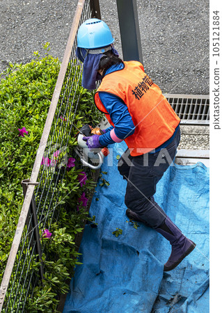 女園丁用電動修剪器修剪樹籬 105121884