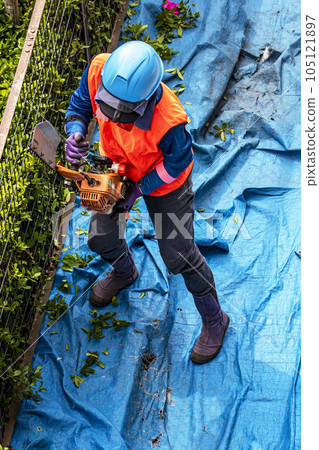 女園丁用電動修剪器修剪樹籬 105121897