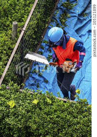 女園丁用電動修剪器修剪樹籬 女園丁用電動修剪器修剪樹籬 105121899