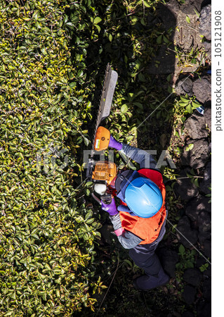 A female gardener trimming a hedge with an electric pruner 105121908