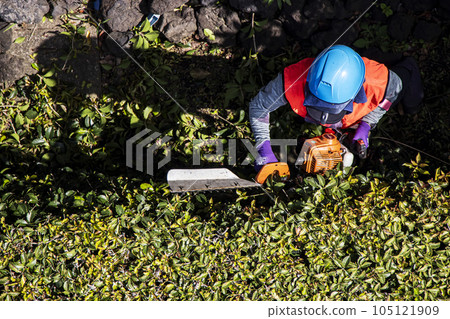 A female gardener trimming a hedge with an electric pruner A female gardener trimming a hedge with an electric pruner 105121909