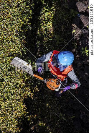 A female gardener trimming a hedge with an electric pruner 105121910