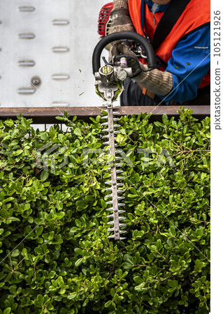 A gardener neatly cuts a hedge with an electric pruner A gardener neatly cuts a hedge with an electric pruner 105121926