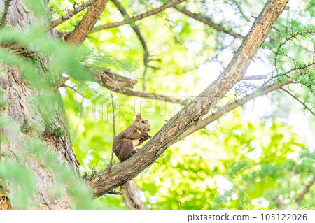 Ezo squirrels living in trees Eating summer hair Ezo squirrels living in trees Eating summer hair 105122026