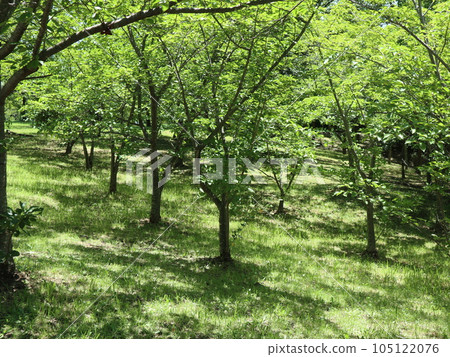 July: Seishin Chuo Park, Nishi Ward, Kobe City, 5 minutes from the station July: Seishin Chuo Park, Nishi Ward, Kobe City, 5 minutes from the station 105122076