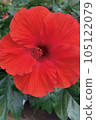 Red hibiscus 105122079