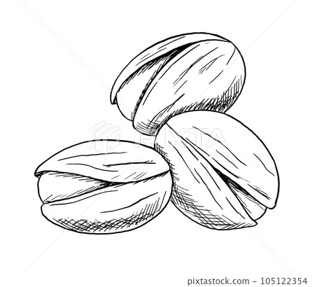 Bunch of Pistachio nuts. Hand drawn monochrome sketch isolated on white background. 105122354