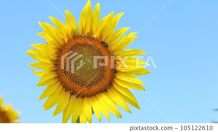 [包含視頻]向日葵和藍天 105122610