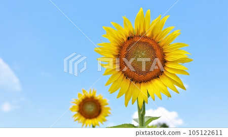 [包含視頻]向日葵和藍天 105122611