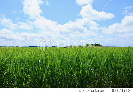 Paddy fields in mid-July Paddy fields in mid-July 105123530