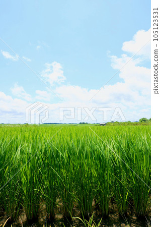 七月中旬的稻田 105123531
