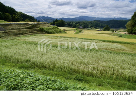蕎麥花，稻穗，金黃，三河內的梯田 105123624