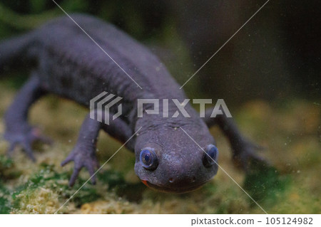 Underwater Underwater 105124982