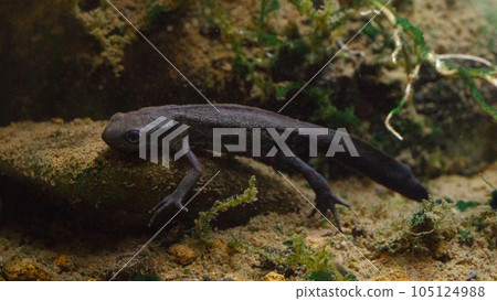 Underwater Underwater 105124988