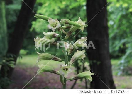 Ubana lily flower Ubana lily flower 105125294