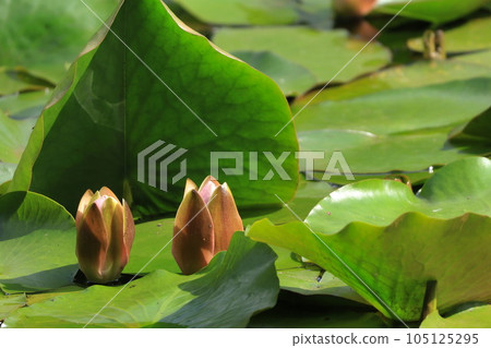 兩個睡蓮花蕾排列 105125295