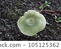 變綠紅菇 105125362