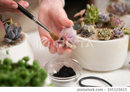 Woman brushing freshly cutted Echeveria Succulent house plant with a charcoal powder 105125615