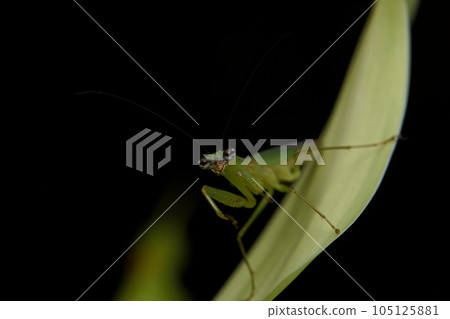 綠大齒螳 105125881