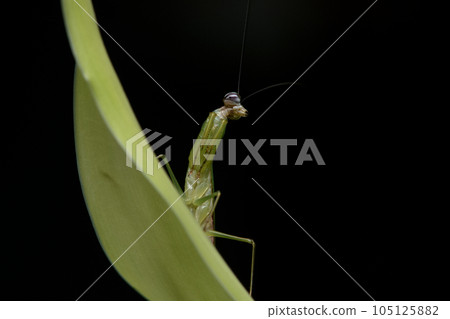 綠大齒螳 105125882