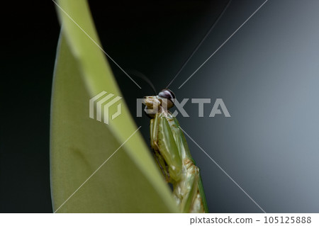 綠大齒螳 105125888