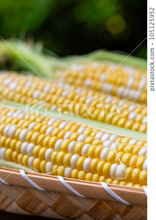 Harvested corn Harvested corn 105125952