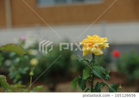 Arao City Ominous Citizen Flower Bed Rose Flower, 105126656