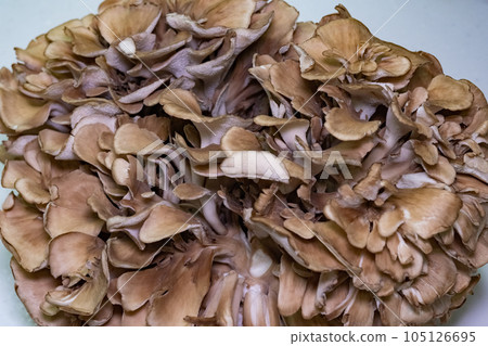 Dancers Dancers 105126695