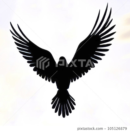 Seagull. Silhouette of a flying bird on a background . 105126879