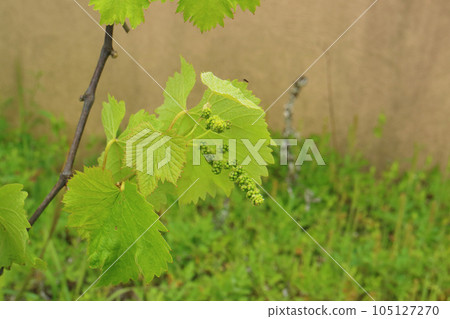 葡萄花蕾 105127270