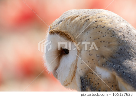 Barn owl 105127623