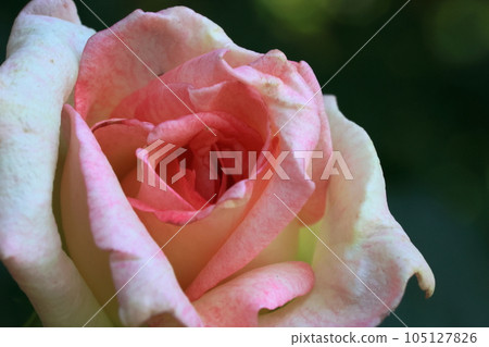 rose rose 105127826