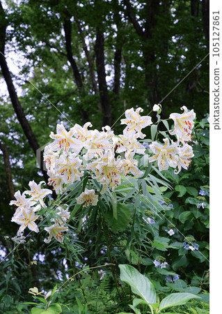 Summer wild lilies blooming on cliffs Machida Yakushiike Park 105127861